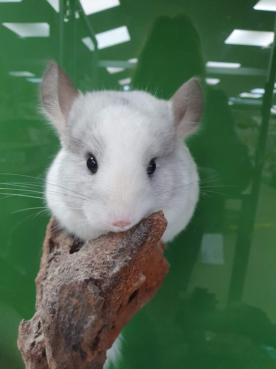 These two Mosaic Chinchillas are beautiful and so fluffy!!! #chinchilla # chinchillas #mosaicchinchilla, image size:900x1200