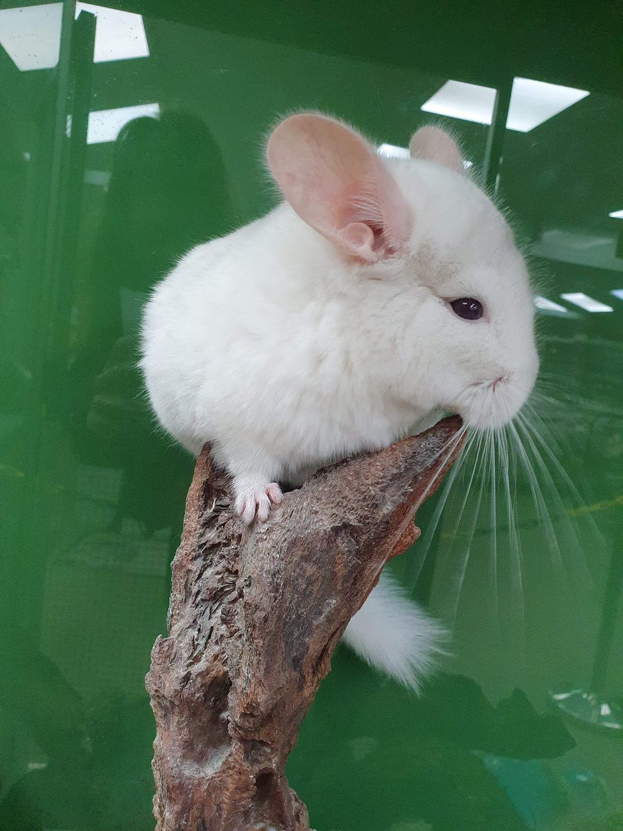 These two Mosaic Chinchillas are beautiful and so fluffy!!! #chinchilla # chinchillas #mosaicchinchilla, image size:900x1200