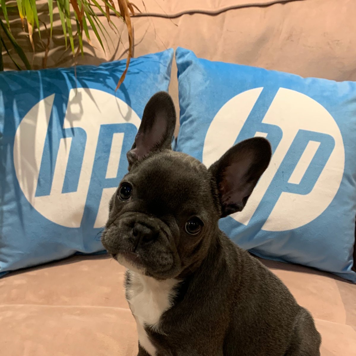 SystemActive's tweet photo. To brighten up Monday, we would like to warmly welcome the latest member of the SystemActive team, Peggy! Peggy is currently #workingfromhome and looks forward to meeting her colleagues in due course. #HP #OfficeDog #NewArrival #RemoteWorking #TeamSystemActive https://t.co/0Z9GSObnPD