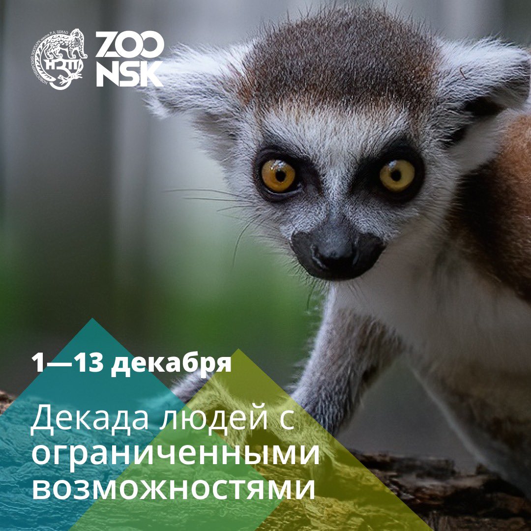 nskzoo's tweet photo. Ежегодно Новосибирский зоопарк имени Р.А. Шило принимает участие в Декаде инвалидов.
Традиционно старт декады 1 декабря, и уже завтра инвалидам всех групп вход в зоопарк свободный❣️

Ждём вас в гости🐾 https://t.co/P6gMXgwiSY