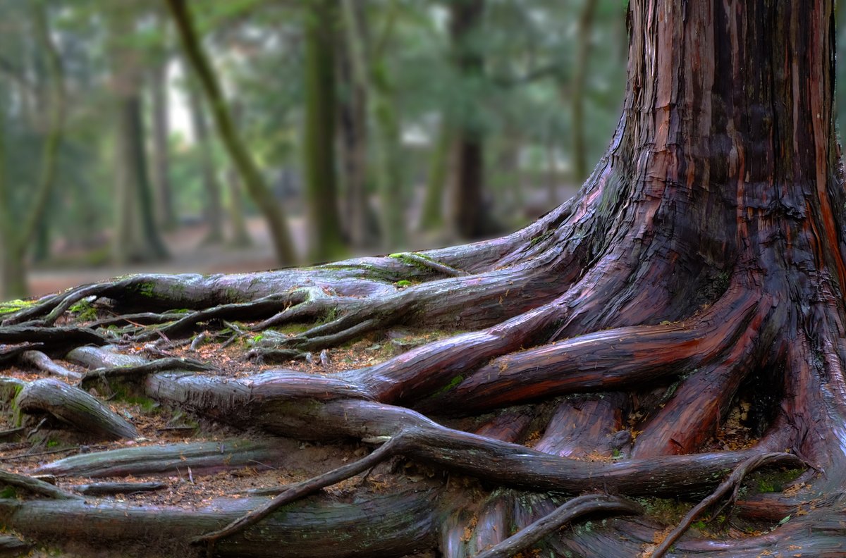 ipadeluk's tweet image. It set out the kaizen philosophy of continuous improvement that underpins the restaurant brand and Japan's fast-paced ramen bars, as well providing 50 assorted recipes fo... Read More on our website at petermartin-online.com/news/126866/Cr…