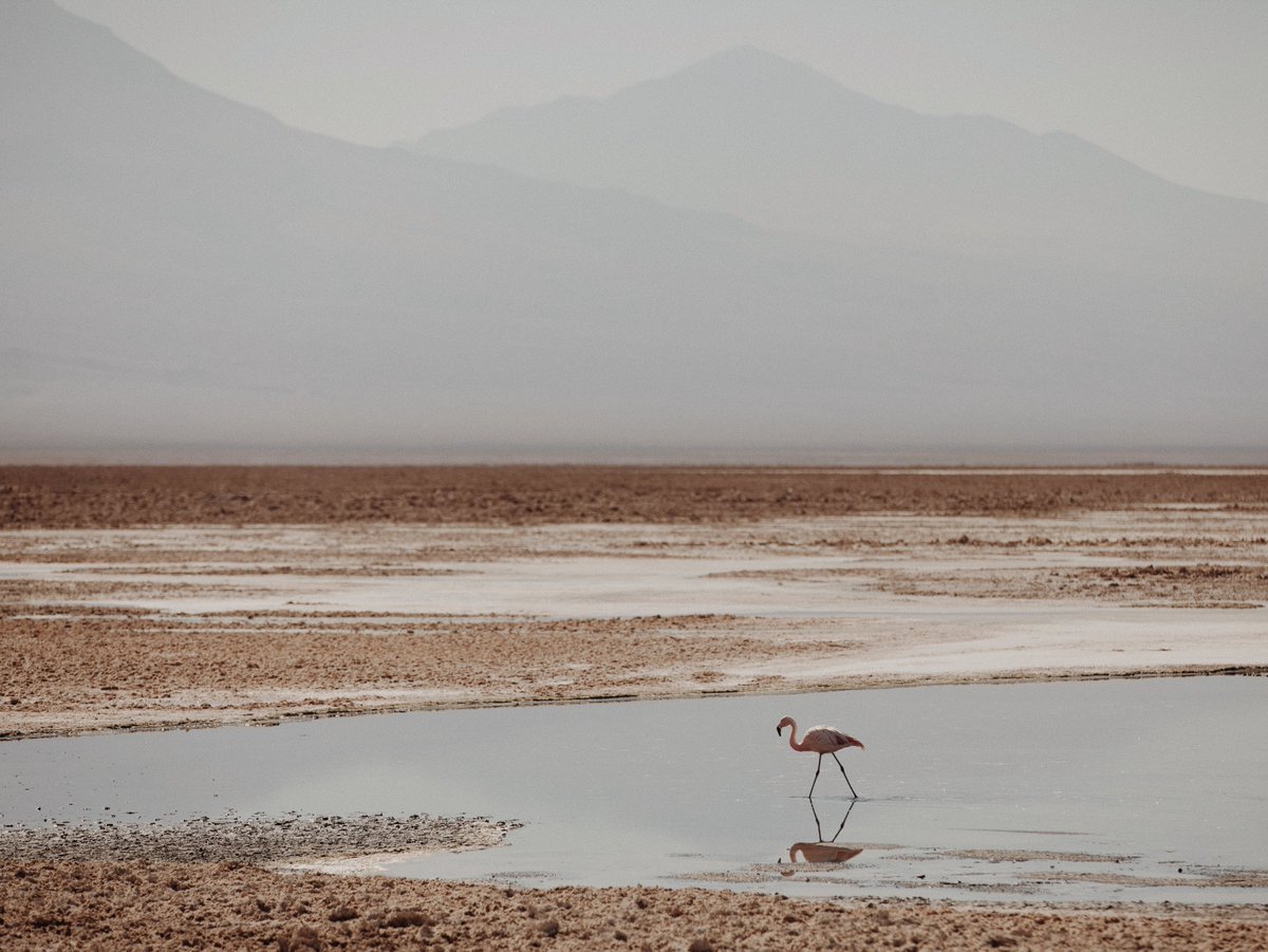 Birds, at least, are plentiful. They stand stilt-legged on shining planes of brine. They sail overhead, always on the move from somewhere to somewhere else.

Atacama Desert: Dust Stained Skies

From Cereal Volume 20: readcereal.com/cereal-volume-…
