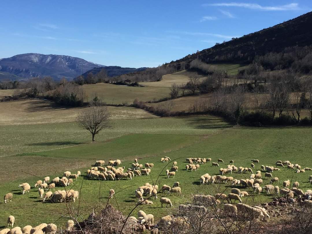 La ganadería es una de las actividades de #puntopirineos principalmente vacas y también ovejas. 🐂 🐑
Forman parte de nuestro entorno, ayudando a mantener en buen estado el paisaje.
La carne de estos animales es la que nos ofrecen <a href="/PorteEstop/">Porté-Estop</a> y Ginast Scp