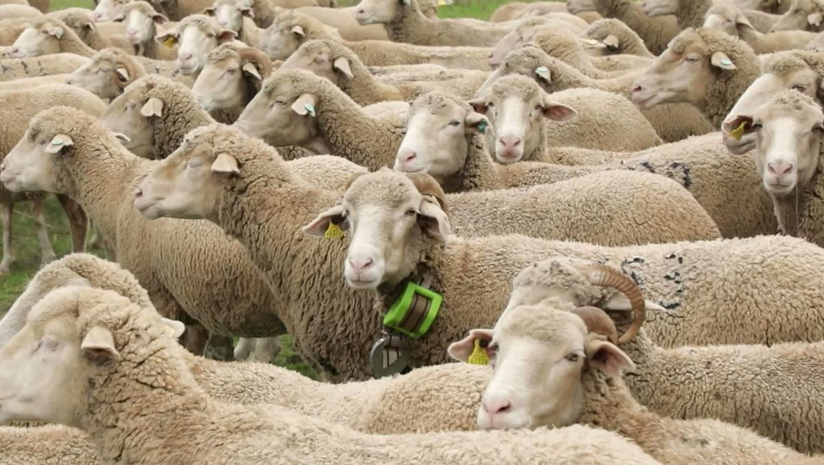 📱🐑 ¿Qué tienen en común las ovejas merinas del ganadero metelinense Joaquín Ortiz, la trasterminancia y países como México o Argentina? 

➡ Las nuevas teconologías tienen la respuesta... 😉

📺 <a href="/cextremadura/">Canal Extremadura</a>
 
canalextremadura.es/video/la-trast…