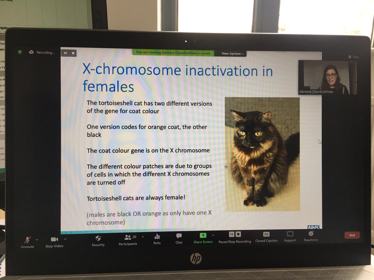 RareBeacon's tweet photo. We learnt so much about #Genomics in #Genomics101 with #GeneticCounsellor Gemma Chandratillake!

Learning is best done through #Cats🐈 &amp; Gemma's tortoishell example showed us why female cats can be affected by X-linked diseases too. 

What did you learn at the #RareShowcase2020? https://t.co/qdpG2YnDkM