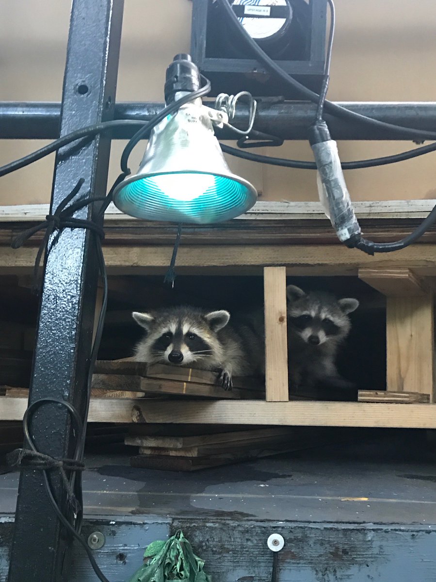 PublicTheaterNY's tweet photo. Hi. I’m Hermia and this is Borachio. We live in Central Park &amp; we usually spend our summers hanging out at The Delacorte. Since you weren’t there this summer, we learned how to hack. And now we’re here. #RaccoonsWhoCode

I’ll introduce you to some of our friends too ⬇️ https://t.co/TgxZreyBFX