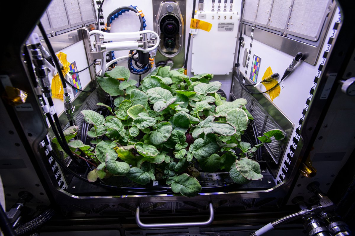 NASAScience_'s tweet photo. It’s harvest day on the @Space_Station!🌱

Today, the crew is harvesting radishes as a part of the Plant Habitat-02 study. The experiment tests radishes growing in different types of light and soils as part of ongoing efforts to produce food in space. https://t.co/0EZL6vPDL2 https://t.co/9FIaFf3S9i