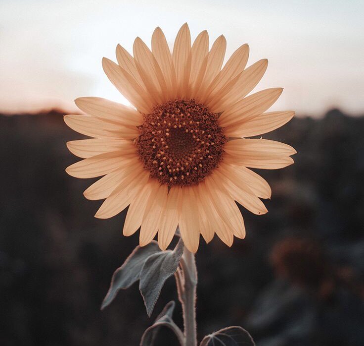 hellotysaa's tweet image. 328. (END)

“Sunsets are proof that endings can be beautiful”
• write.as/5m4354u1s63qdz… •