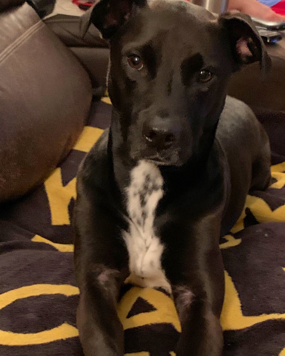 SweetGoodGirl1's tweet photo. Itโs my #AudiMay birthday sheโs 5 today โค๏ธโค๏ธ my #Raptor the sweetest Demon youโll ever meet #PupMom https://t.co/XchwFgdW7C
