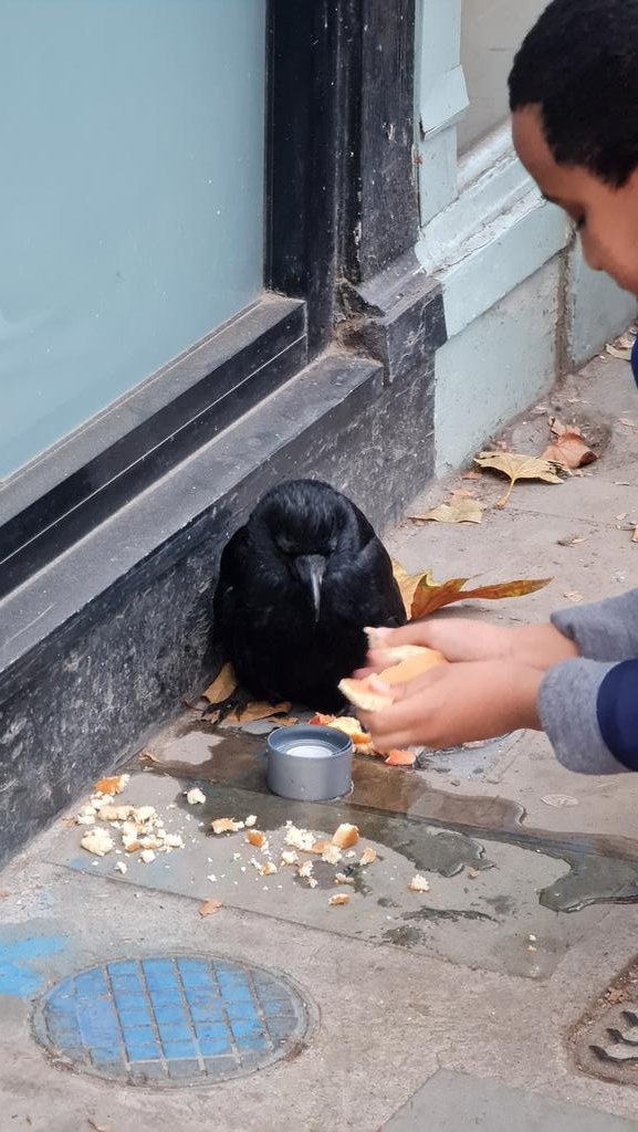 Found the sweetest boy helping an ill bird by the side of Clapham Common.Poor birdy is not well at all but have brought him home and am giving fluids and warmth