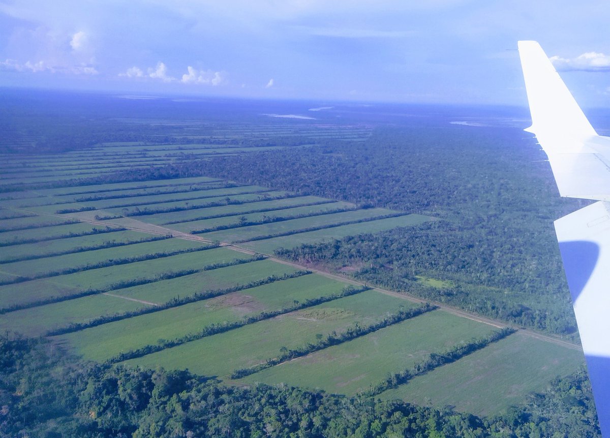 alexvillca's tweet photo. La empresa azucarera #EASBA, construida por @evoespueblo, ha deforestado 3.500 hectáreas de bosque en #SanBuenaventura y TCO Tacana. Su meta es ampliar a 14.000 ha la frontera cañera hacia Rurrenabaque y Reyes, causando daños irreversibles a la naturaleza y los pueblos indígenas. https://t.co/BaVvpOdX32