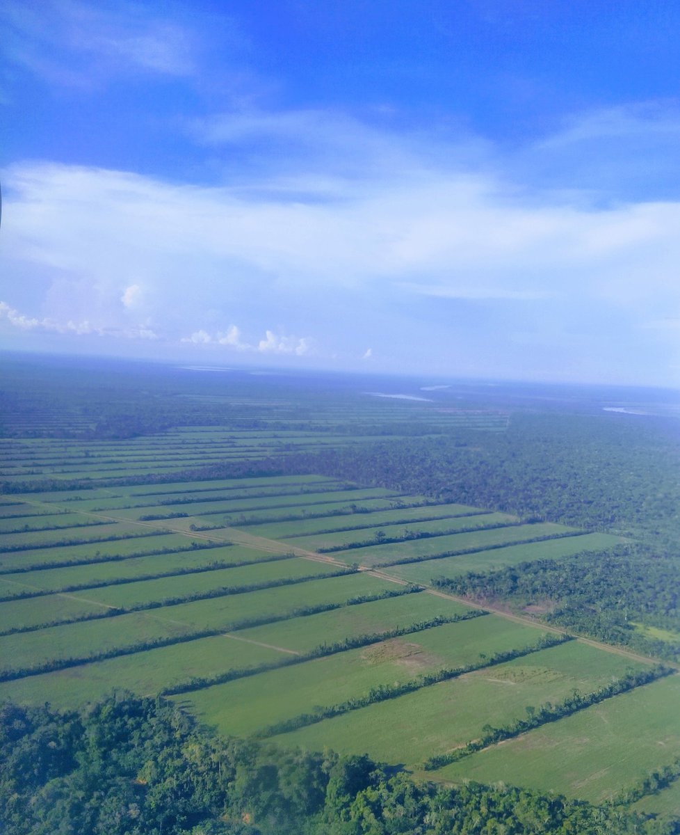 alexvillca's tweet photo. La empresa azucarera #EASBA, construida por @evoespueblo, ha deforestado 3.500 hectáreas de bosque en #SanBuenaventura y TCO Tacana. Su meta es ampliar a 14.000 ha la frontera cañera hacia Rurrenabaque y Reyes, causando daños irreversibles a la naturaleza y los pueblos indígenas. https://t.co/BaVvpOdX32