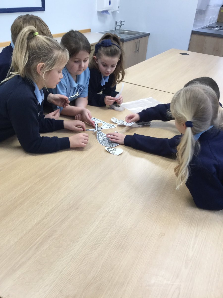 lwilsonsclass's tweet photo. 3W spent the afternoon exploring how to fit a skeleton together and learning the names of some bones. Great team work everyone! https://t.co/IAcmHg46Or