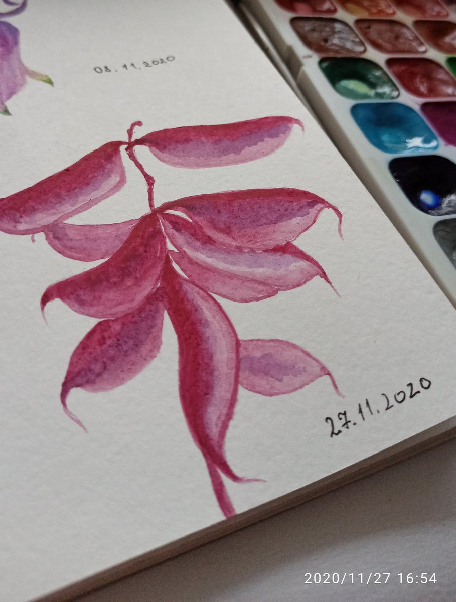 Ivy flower's beans
#flower #flowerart #watercolor #watercolordrawing #watercolorplant #watercolorart #watercolorpainting #watercolorillustration #selftaughtartist #brush #paper  #acquarelle #acquarellepainting #akvarel #акварель #акварельныйскетч #акварельныйрисунок #resim