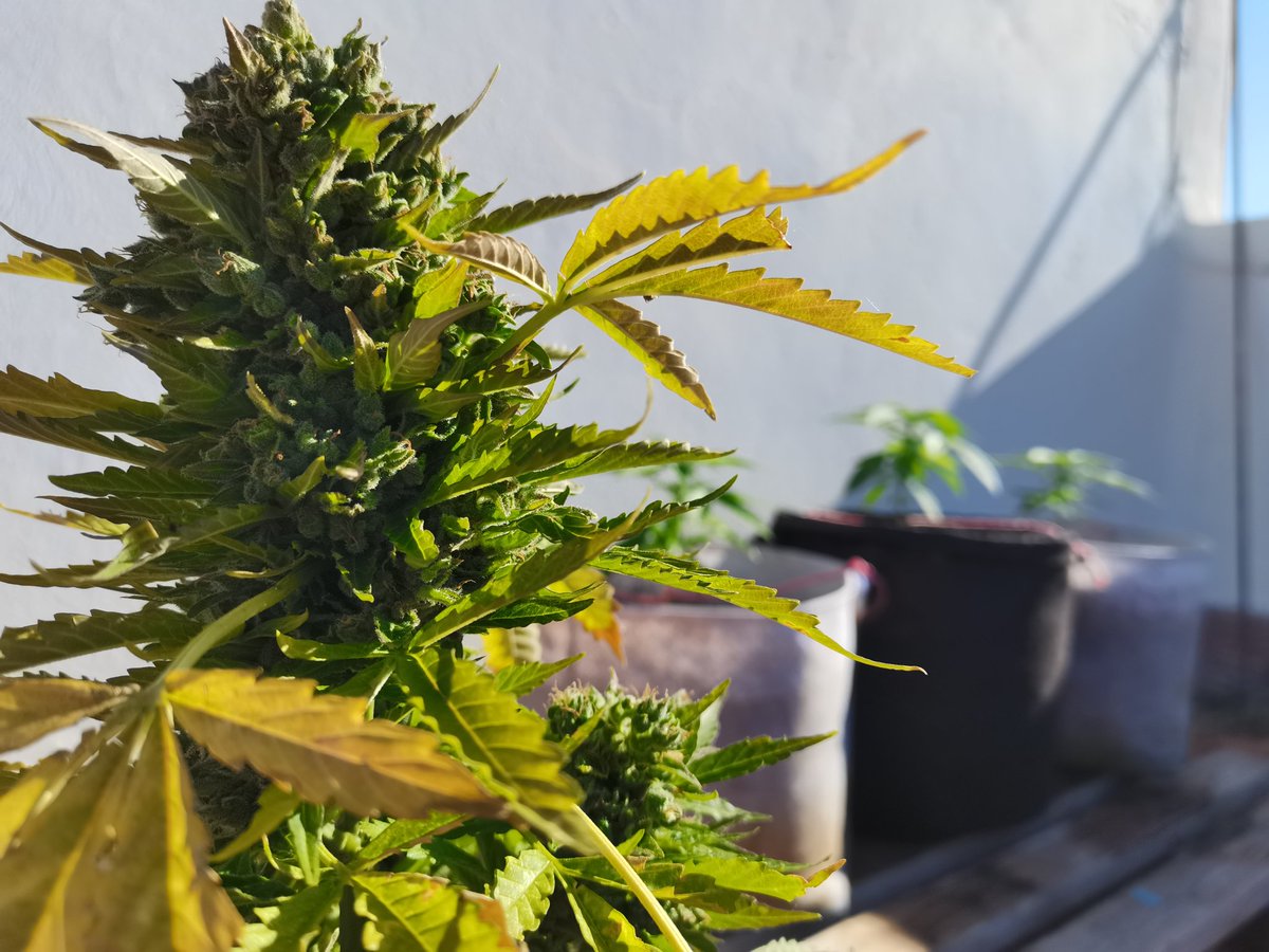 CPTN_Rastafari's tweet photo. Up on the roof...#outdoor #growyourown #autocultivo #Organic 

@GreenbudSeeds @GiftsGreenwood https://t.co/IcvEDrlALr