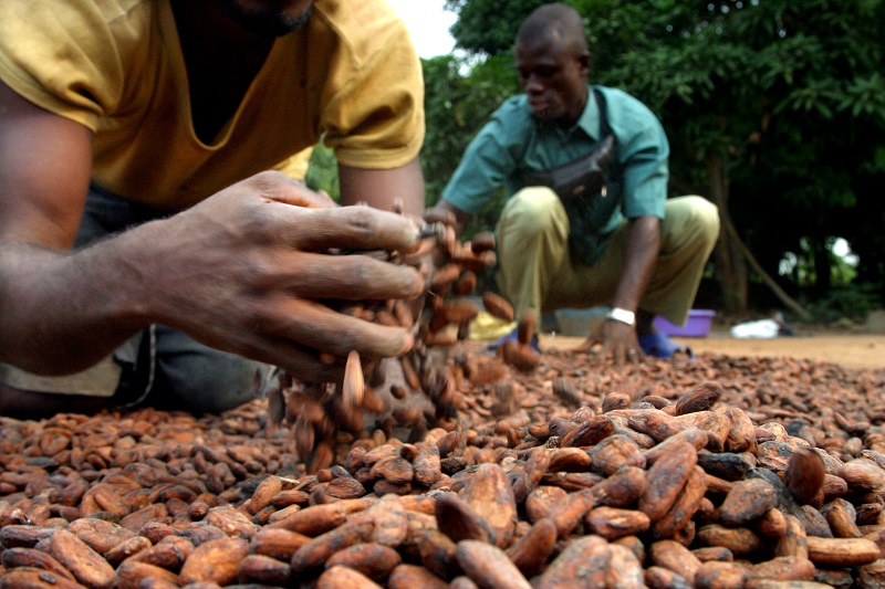 info_cacao's tweet photo. « La crise anglophone aura un impact négatif sur la production de cacao au Cameroun »*https://t.co/v0IaTGdtZX https://t.co/JuffxOaTR1