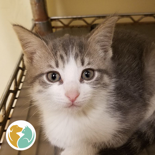 Toledo Animal Rescue tweet media