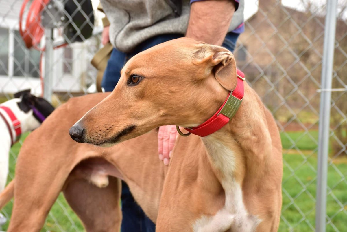 prisongreyhound's tweet photo. Buck is starting to get the hang of this retirement thing. He no longer wakes up at 4 AM! He is 3 years old, no cats, 77 lbs, a stunning shade of dark red, and is still available. https://t.co/ww7hLnSao1