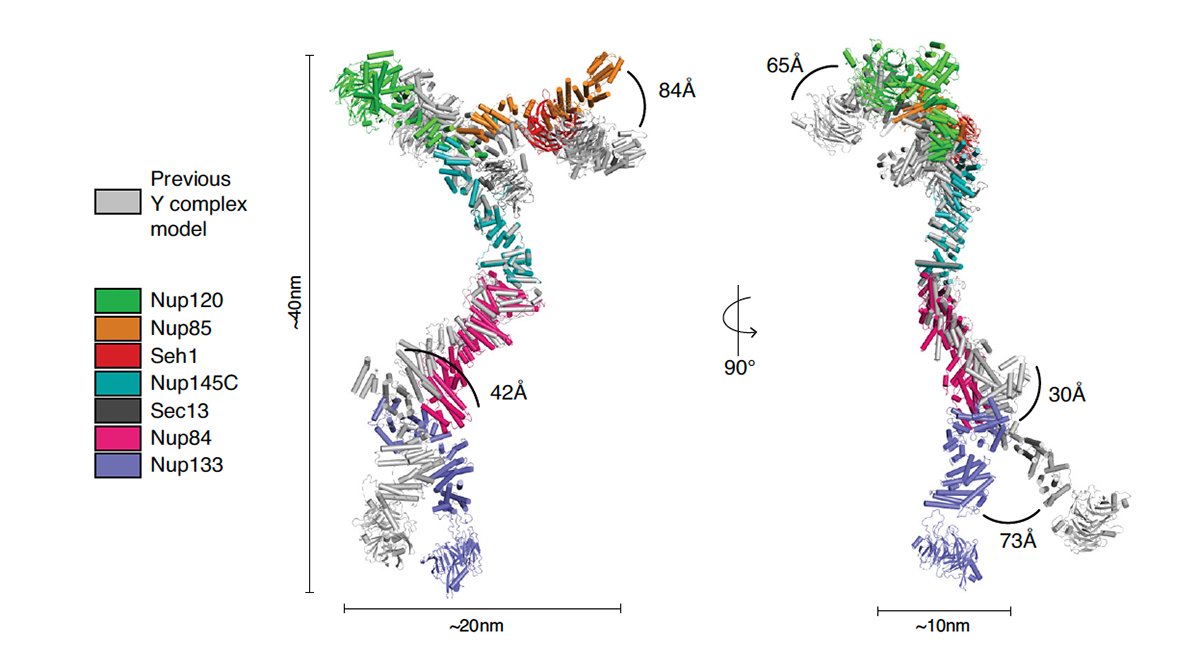 MITBiology's tweet photo. The Y complex is an essential component for nuclear pore complex assembly and integrity. A new study by the Schwartz lab presents a complete composite model of the Y complex in yeast. Via @NatureComms: https://t.co/hMh9EKxaFu https://t.co/E2drGKqyF6