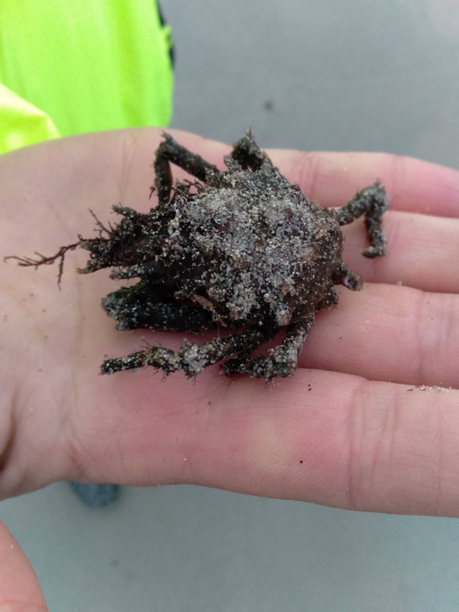 IrelandIn's tweet image. Hi does anyone know if this is a juvenile king crab?