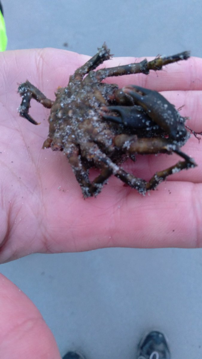 IrelandIn's tweet image. Hi does anyone know if this is a juvenile king crab?