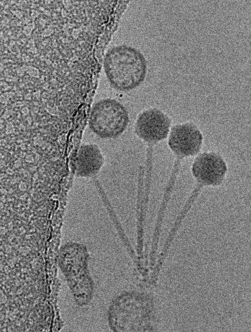 JSM3 (@jsm3marseille) on Twitter photo Dear All our First JSM3 online AperoTalk is this Thursday at 6pm & will be presented by PhD student, Julian Bulssico in <a href="/MireilleLCB/">Mireille Ansaldi</a> lab @lcb_officiel
Phages: How to get away with (bacterial) murder
Details on our website
Zoom link via DM if interested and in our mailing list Dear All our First JSM3 online AperoTalk is this Thursday at 6pm & will be presented by PhD student, Julian Bulssico in <a href="/MireilleLCB/">Mireille Ansaldi</a> lab @lcb_officiel
Phages: How to get away with (bacterial) murder
Details on our website
Zoom link via DM if interested and in our mailing list
