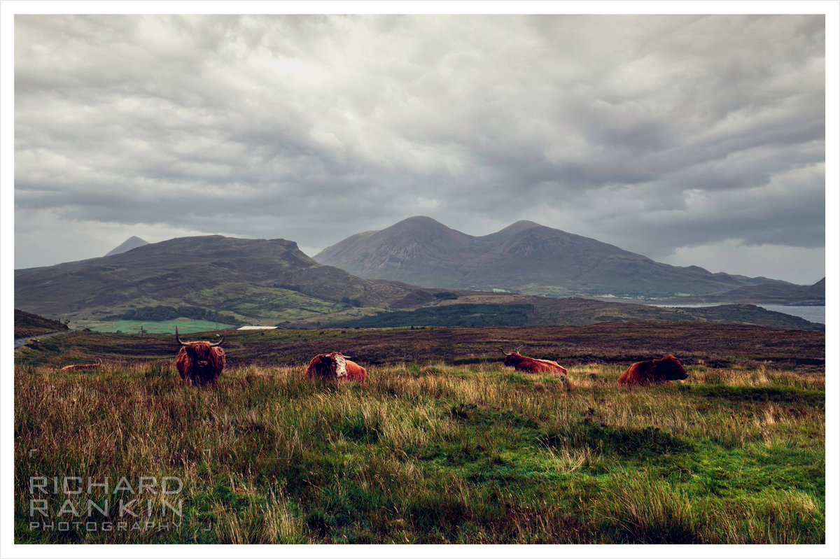 RRankinPhoto's tweet photo. Let’s give away more prints to celebrate St. Andrew’s Day! 🏴󠁧󠁢󠁳󠁣󠁴󠁿

This one is brilliantly entitled, ‘Cows!’ — what is happening here? Wrong answers only, comment &amp; RT. 

Win one standard print of your choice for each of our socials (IG, FB, Twitter)! 

#fàiltegualba #standrewsday https://t.co/yu42DY1TgX