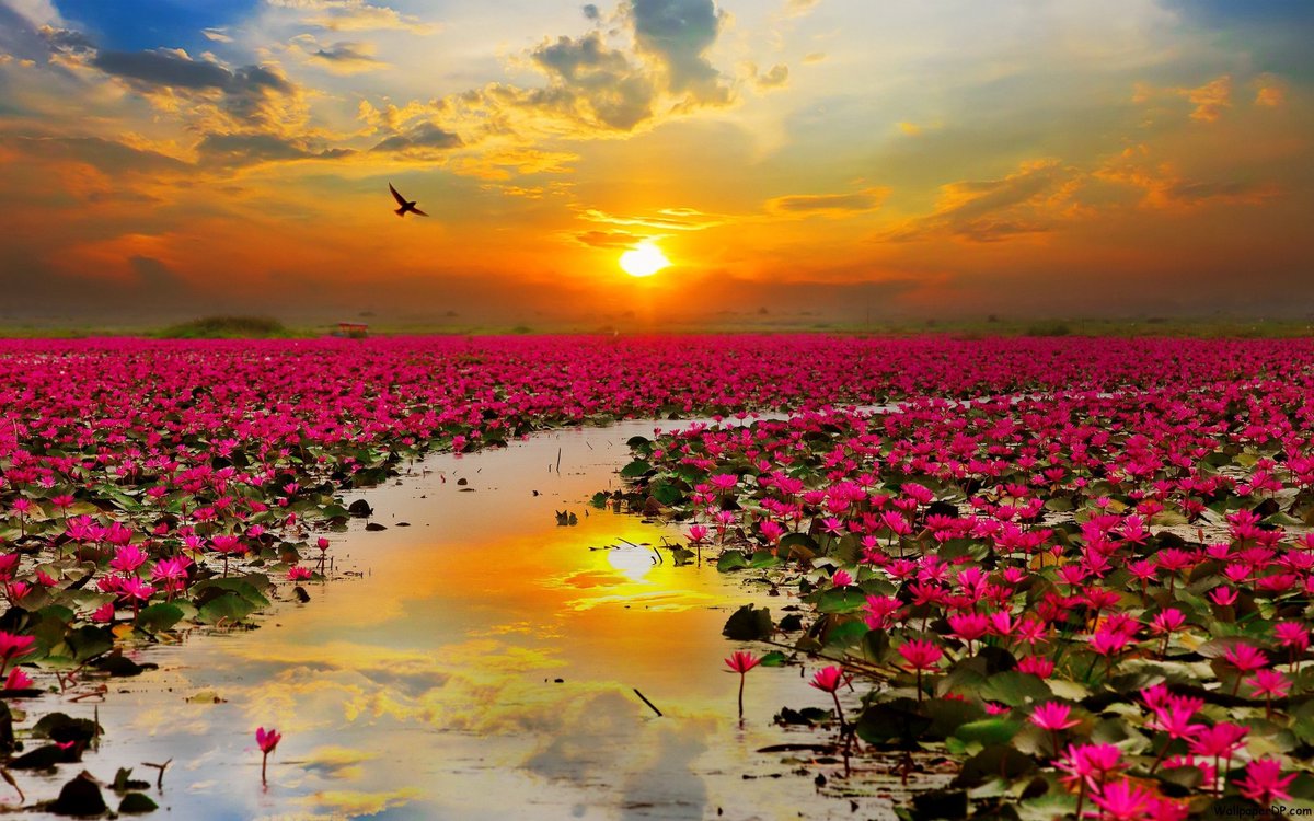 noveliciouss's tweet photo. #Peace is always #beautiful.

Walt Whitman
#writing #inspiration https://t.co/4RfIktXo0S