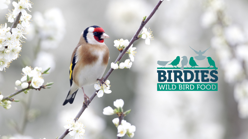 We've got nests on other platforms too! Check them out below. 👇

🐦 Instagram: instagram.com/birdies_uk 
🐦 Facebook: facebook.com/BirdiesUK

#Birding #Birdwatching #BirdiesBoost 🍂