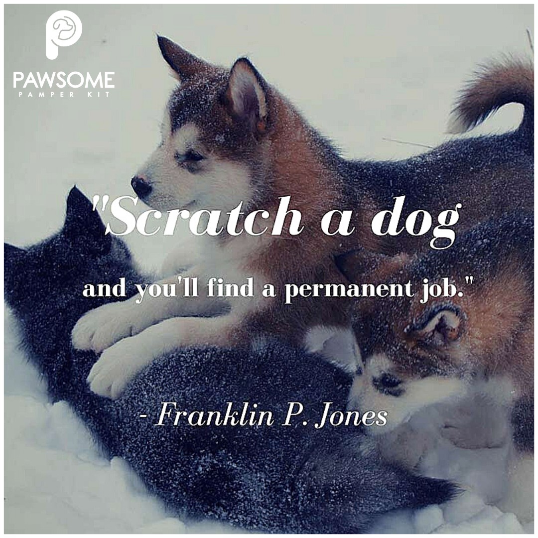 PawsomePK's tweet photo. #MindfulMonday #MondayMotivation

From American Kennel Club 

#akc #pawsomepamperkit #dogtreats #dogsofinstagram #dogs #dog #dogfood #healthydogtreats #doglovers #doglover #naturaldogtreats #puppylove #homemadedogtreats #dogtoys  #adoptdontshop #happydog #pettreats #ilovemydog https://t.co/2KSbhiES5K