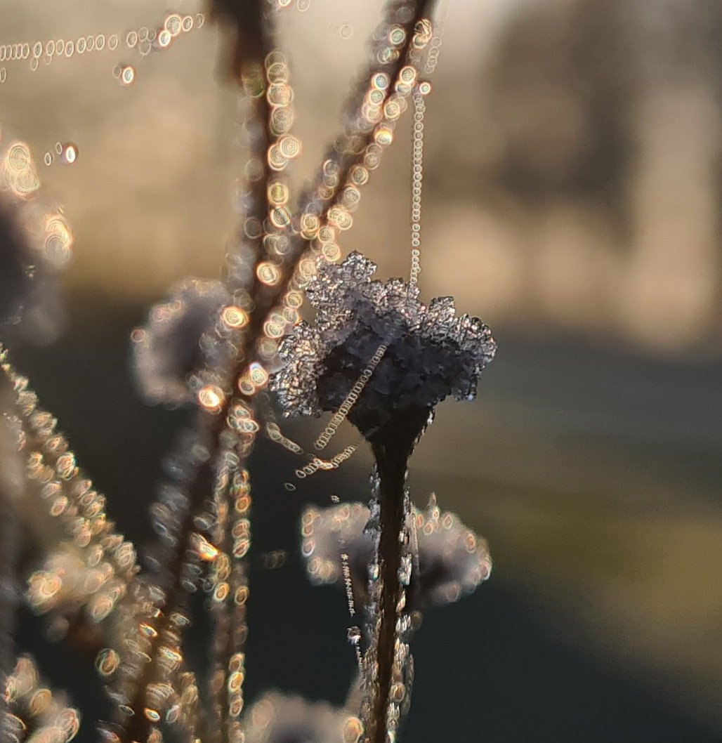 NordjydensLady6's tweet photo. #icediamond #naturephotography #landscapephotography #nordjylland #denmark 🇩🇰 https://t.co/QV9jHXvz5c