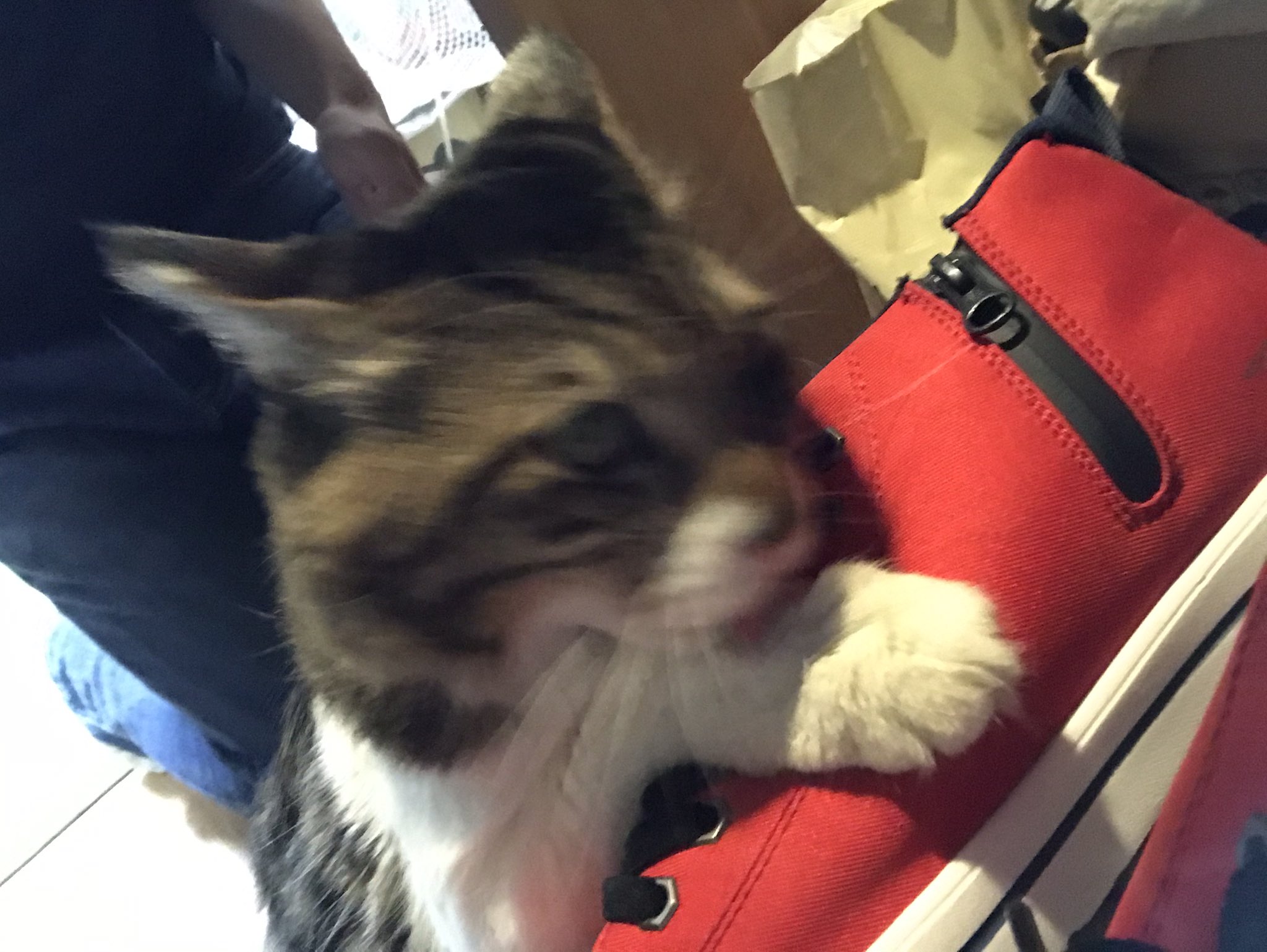 丸山カネキリカ ヤマダ お客様ァァーーーーッ T Co Vttgoehxtf Twitter