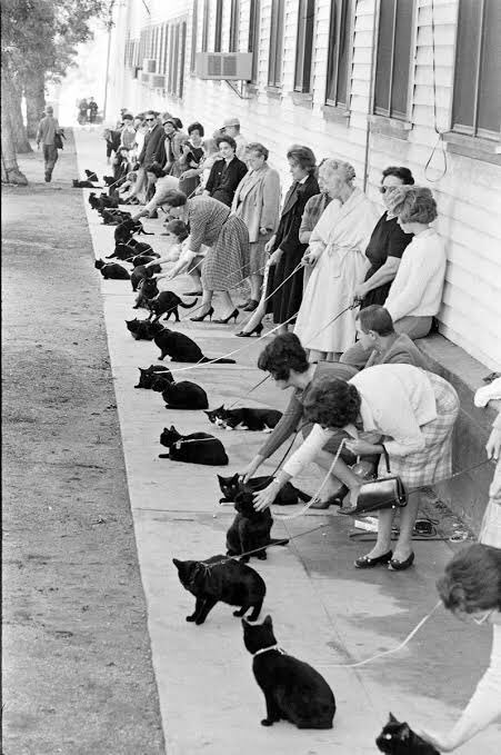eyupkaanyoksu's tweet photo. Edgar Allan Poe’nun kitabından sinemaya uyarlanan "The Black Cat" filmi için seçmelere katılan kara kediler. (1961) https://t.co/kaQeiwBHvK