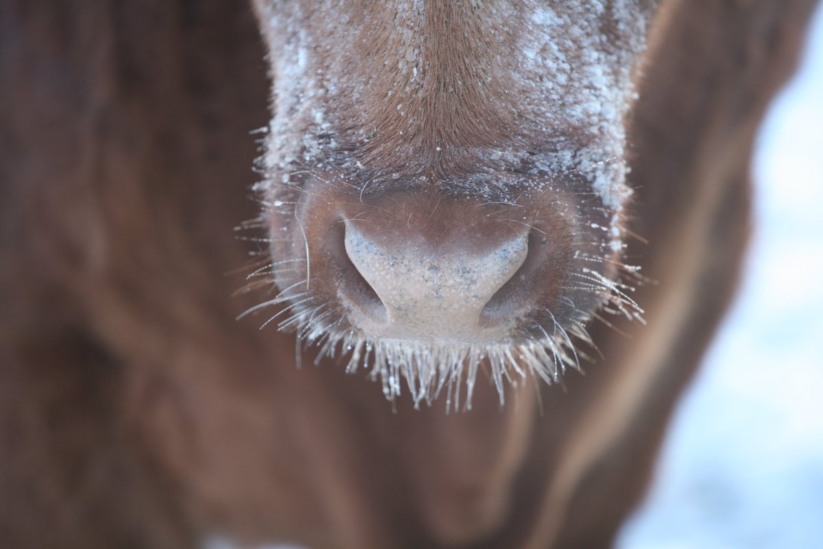 ISDAgov's tweet image. There is nothing quite like a little snow to get you in the Holiday spirit! ❄️

📸: Hattie Duncan from Wingate