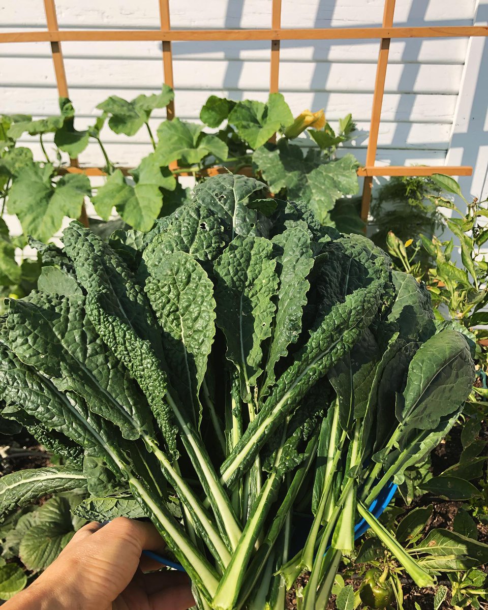 SeedsNow's tweet photo. Have you ever wished for an unlimited supply of kale and actually made it happen? 📸@shefarmsinla did just that! 🌿🌿🌿

🛒Check out these other beautiful Kale varieties today! https://t.co/4GZlbZmu6e #kale #fallgardening #saladfordays https://t.co/50tBr0PAau