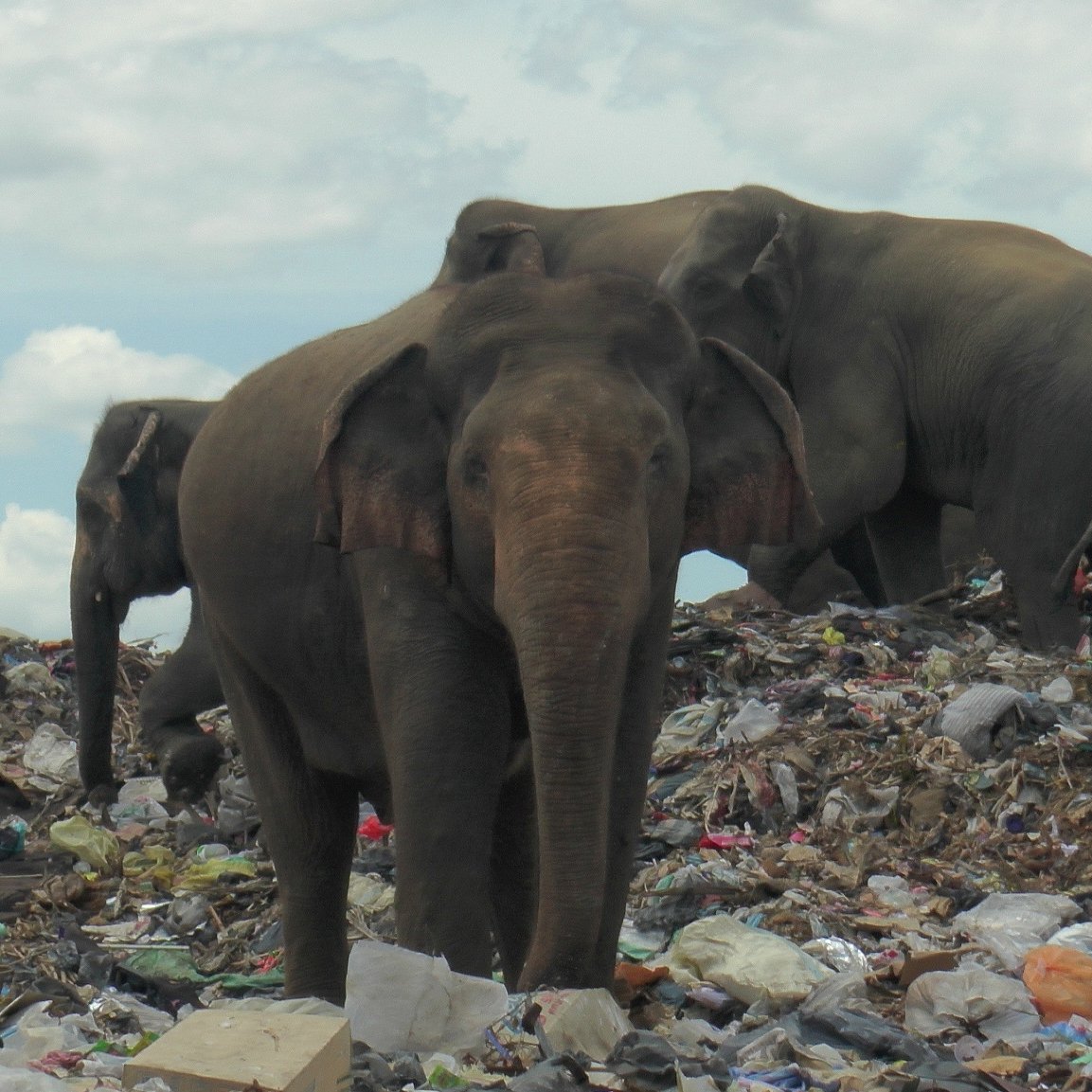 Elephants in Sri Lanka are searching garbage for food because a dump was built in the middle of their habitat.
The elephants are eating plastic waste, slowly killing them, say officials. A record 361 died last year from causes like plastic in their food, poison or being shot. https://t.co/jf5uGqVm2s