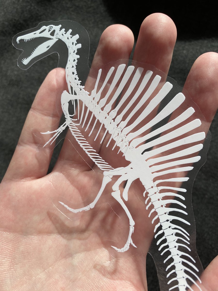 permiawear's tweet photo. It’s Cyber Monday, and our sale is on (no coupon code needed)! Since @skeletaldrawing’s new Spinosaurus skeletal reconstruction was just revealed, we wanted to share one of our new products based upon it - our Spinosaurus Jumbo Fossil Sticker!

https://t.co/S8ILN6euJp https://t.co/P9MDc5BwPe