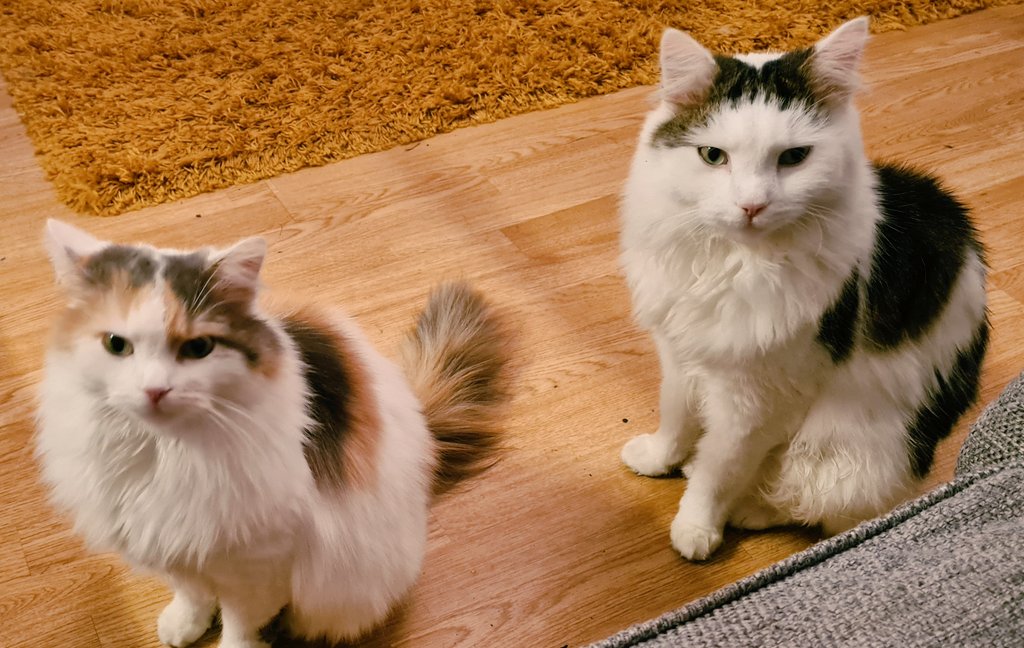 SophiaAtRealise's tweet photo. The view over my laptop from about 4pm...They usually get fed at 5. They will stare at me until I break. #weakhuman https://t.co/wqe5cobw8K