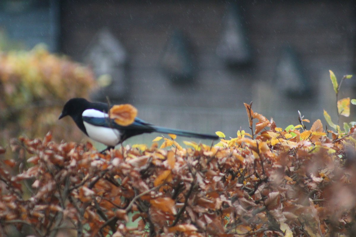 ArjanGrobben's tweet photo. weer vogelskijken en........blij https://t.co/ykhSRxmOCW