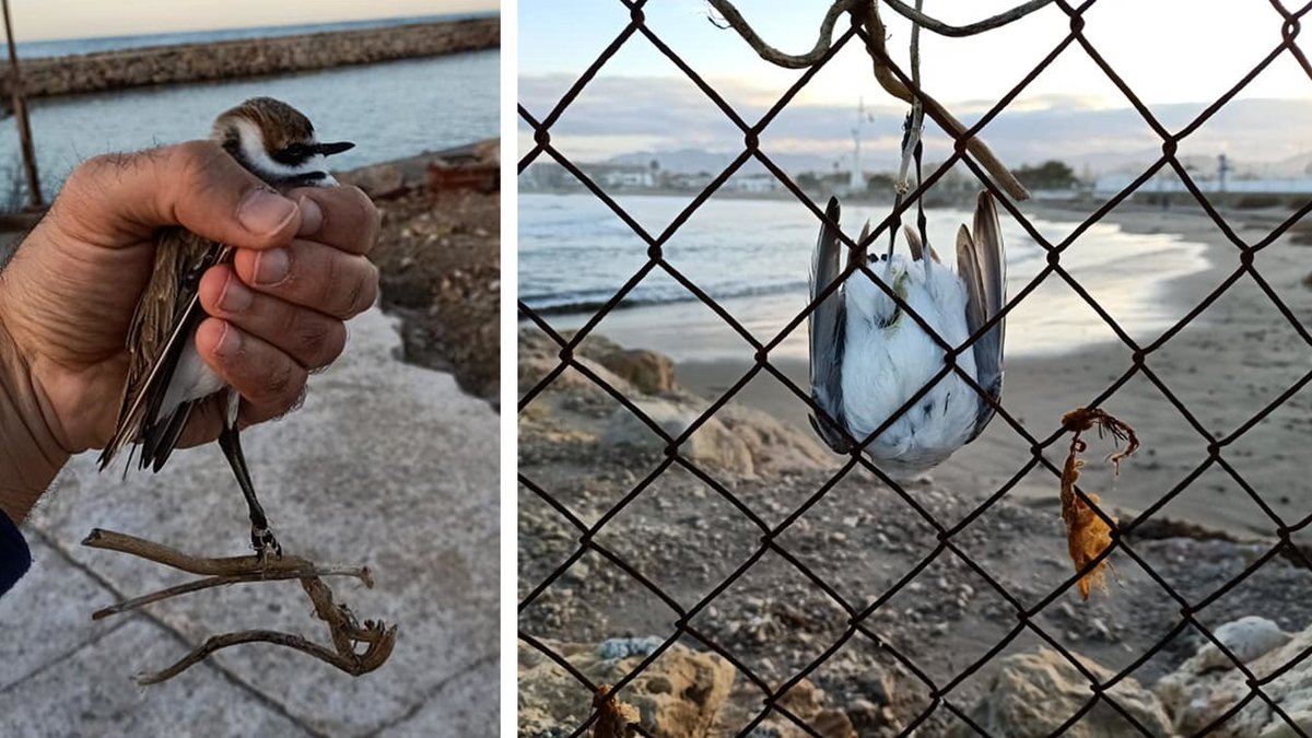 Los pescadores no suelen causar importantes molestias a las aves limícolas nidificantes en las playas doi.org/10.1111/ibi.12… Pero en poco tiempo he conocido varios casos de Chorlitejos patinegros afectados por hilos de pesca abandonados por ellos (1/5) @avesplayeras #ornithology