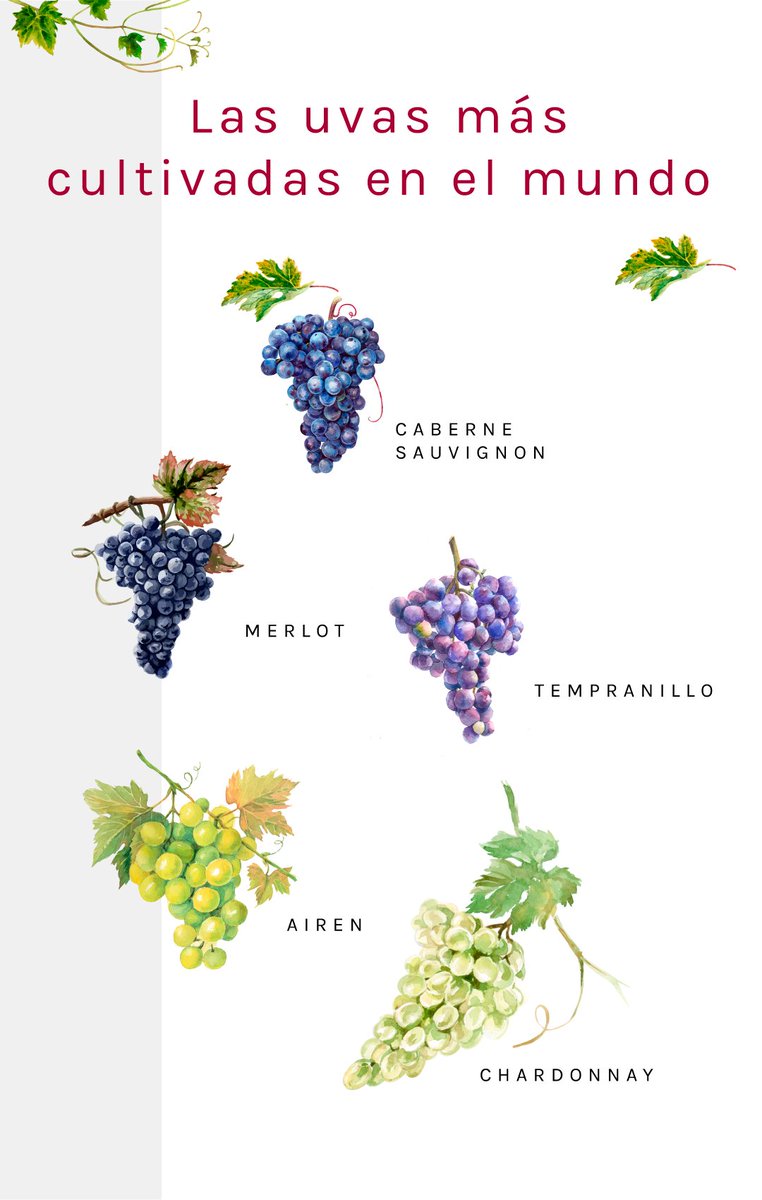 ConciertoEn's tweet photo. A nivel mundial, existen más de diez mil variedades de uvas aptas para la elaboración del vino. De acuerdo con la Organización Internacional de la Viña y el Vino (OIV), las trece variedades más populares se plantan en un tercio de la superficie vitícola del mundo. https://t.co/5TqfBFDK0W