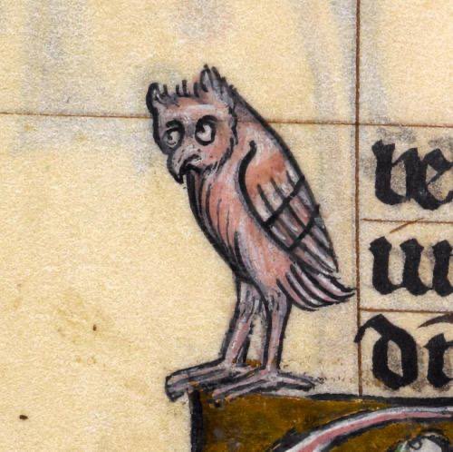 I’m having a murky day so here’s a thread of medieval owls