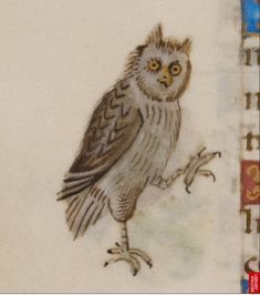 I’m having a murky day so here’s a thread of medieval owls