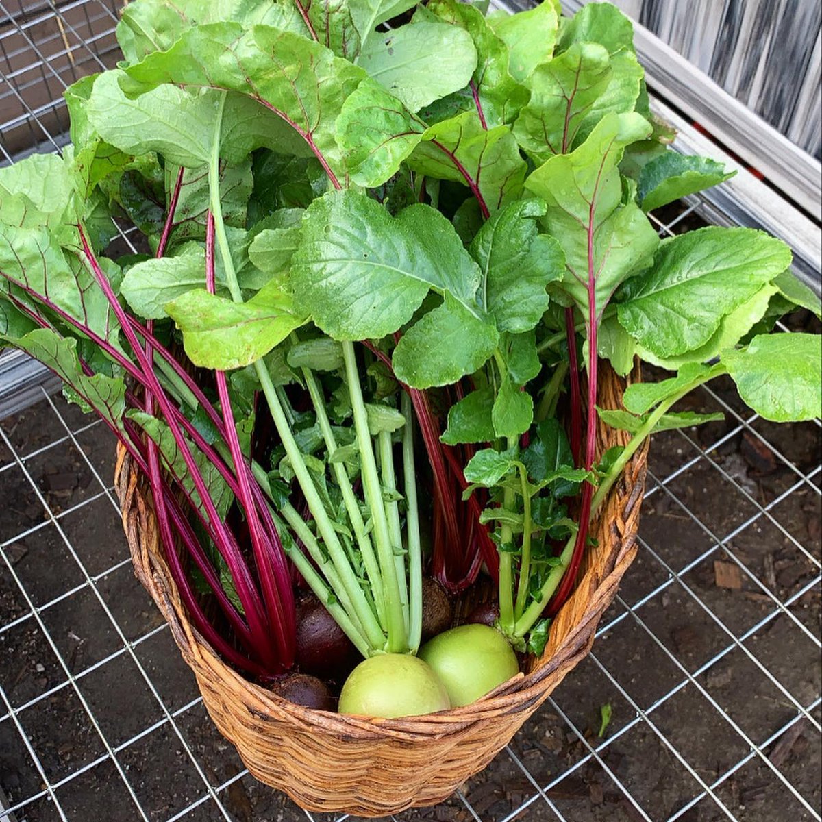 Just for comparison...look at the size of these Watermelon #Radishes, next to these #beets! 🍉👩‍🌾👍 📸:@itsthymetogarden

💚 Get seeds delivered EVERY MONTH! 
Varieties are specific for your zip code/garden type. 
👉 urbanorganicgardener.cratejoy.com