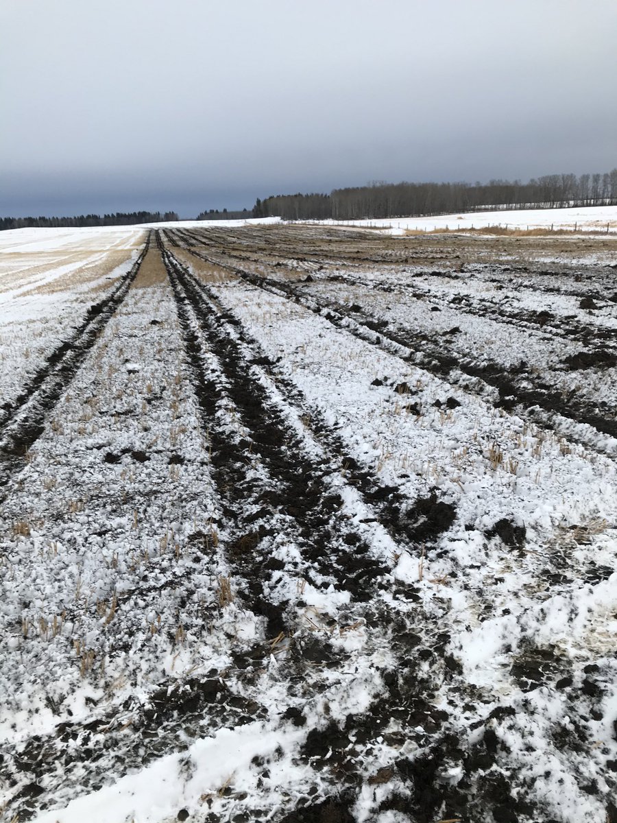 NAHCharolais's tweet photo. Is there anything better than putting your livestock waste back to work for you?  #Gyorfi did an incredible job👌🏻 #WhatASpread #Gyorfi #SoilNutrients #SoilReplenisher #EastCentralSaskatchewan https://t.co/wRRaHCz6H3