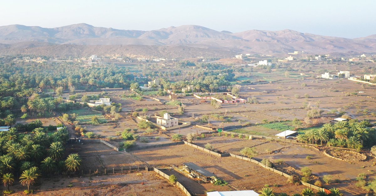 BatWHS's tweet photo. This is what resource management looks like in an oasis like Bat: fallow fields rest, unwatered, next to densely green family garden plots. Aaaaand: can you spot Khafaji Tower? #oases #datepalm #archaeology #omanarchaeology #oman #landuse #bronzeage https://t.co/cICUatfRjV