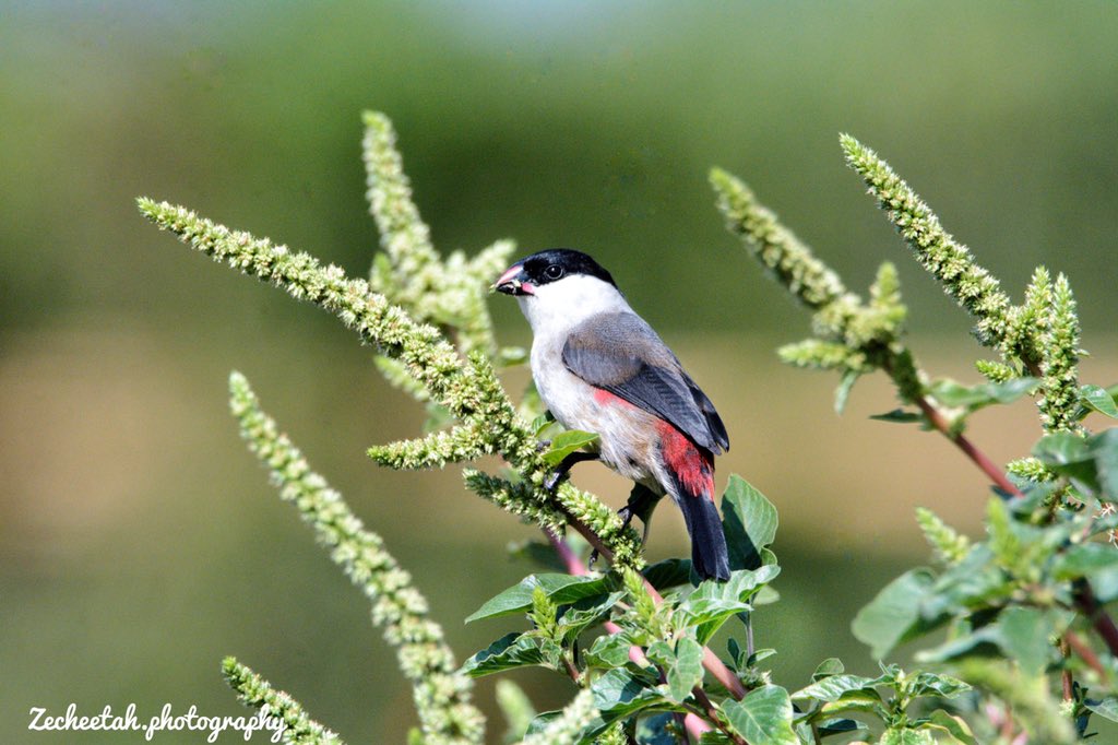 Another amazing Waxbill (black headed Waxbill) these are species that I can’t never get enough of. 
#waxbill #birds #rwandabirdingclub #beautiful #rwandapreneurship #rwanda #nature #birdwatching #birdsofeastafrica