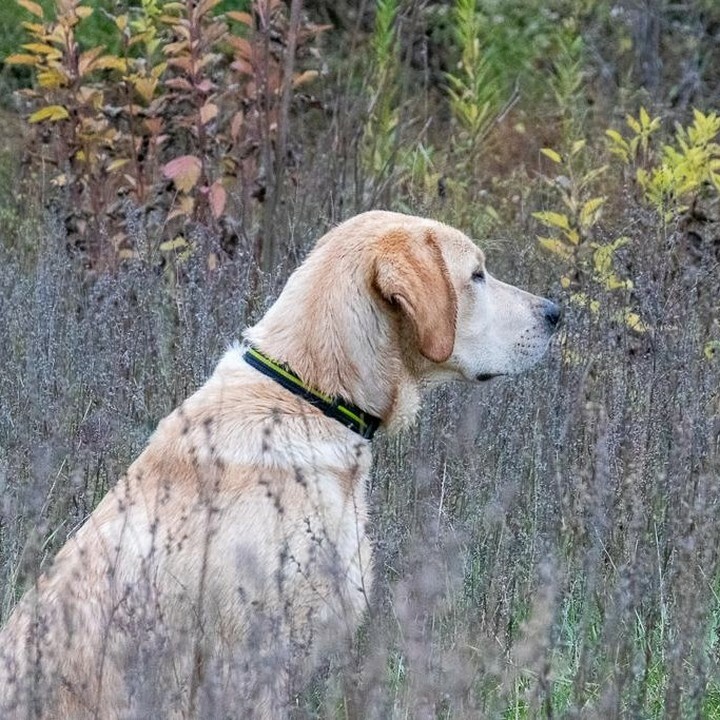 CacheGeoDog tweet picture