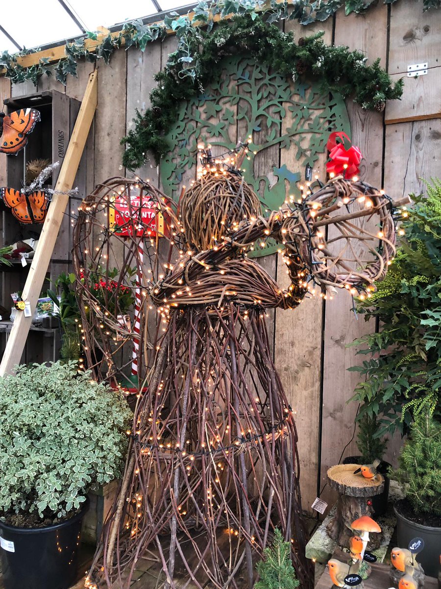 CoolingsGC's tweet photo. Its beginning to feel a lot like Christmas 🎄 We have a fantastic selection of Christmas arrangements here at Rushmore Hill, as well as wreaths, Poinsettias and Cyclamen too. Not forgetting Christmas trees too! Visit us today! #christmas2020 #coolingsgc #theexperienceisgrowing https://t.co/jauveBjkLA