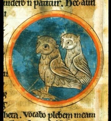 Owl with two backs